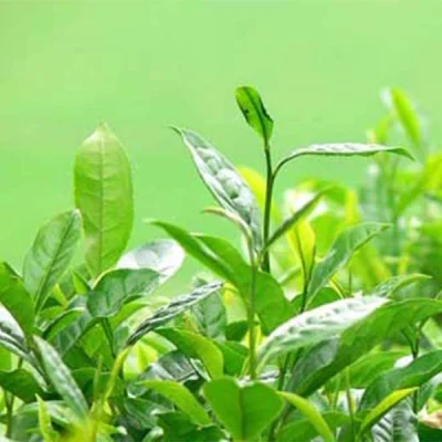 Extrato de chá verde para perda de peso usado em alimentos saudáveis